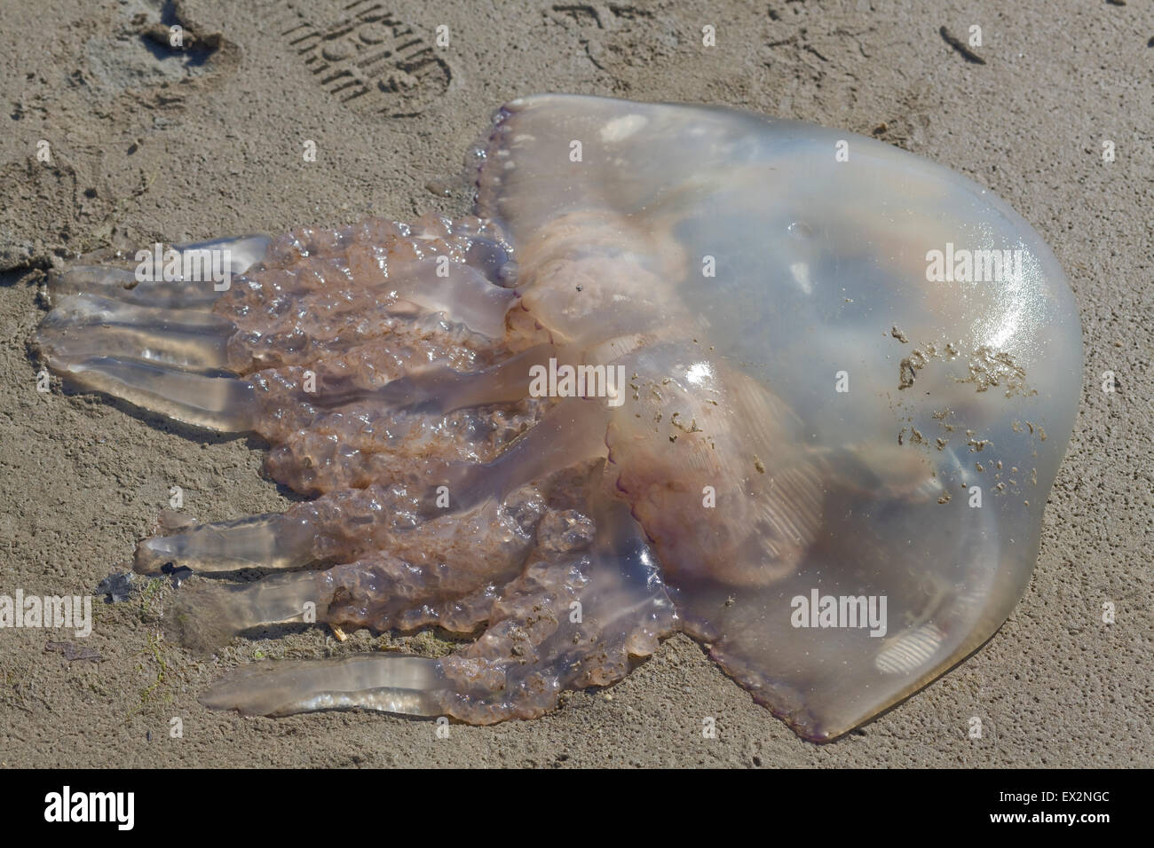 Dead jelly fish on beach hi-res stock photography and images