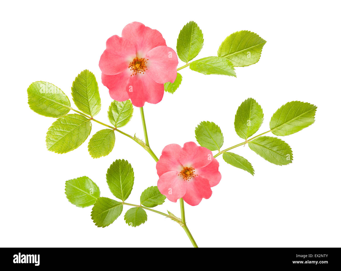 Dog rose isolated on white Stock Photo - Alamy
