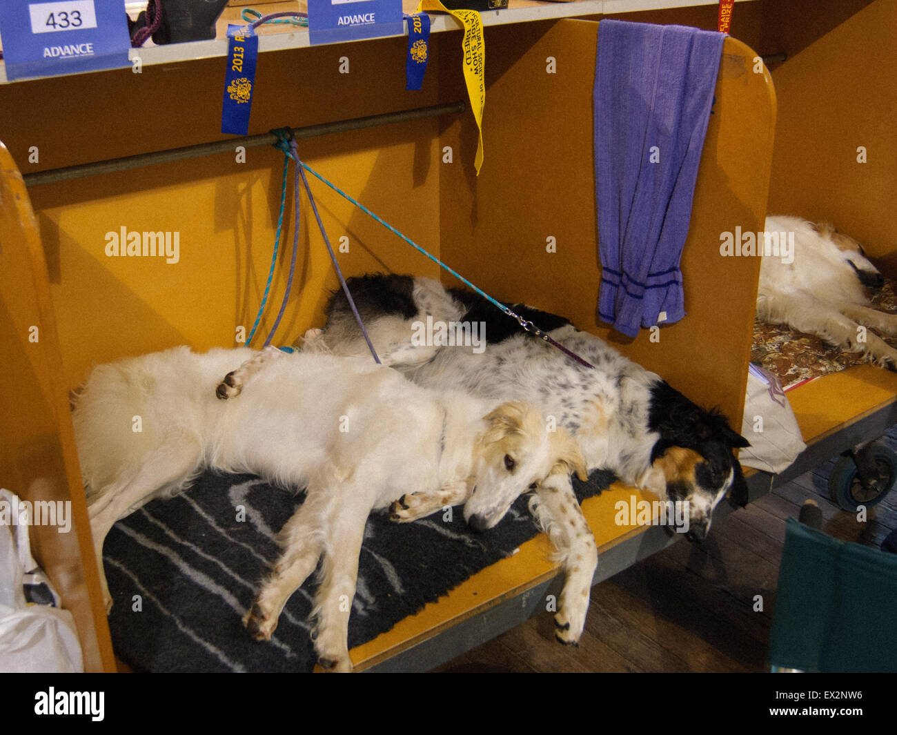 Dogs getting ready for the show, at Royal Adelaide Show,  South Australia. Stock Photo