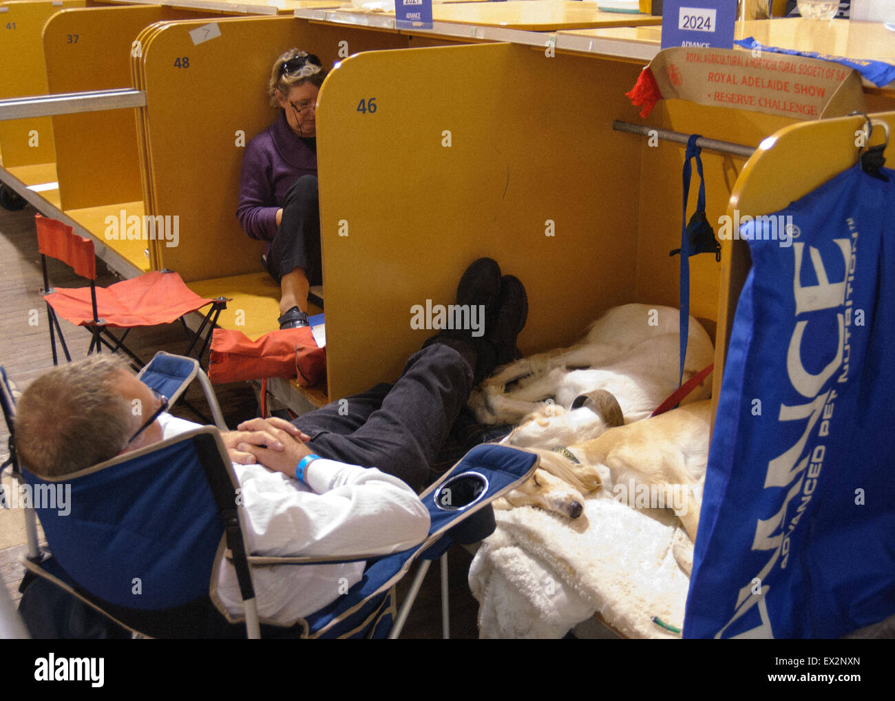 Dogs getting ready for the show, at Royal Adelaide Show,  South Australia. Stock Photo