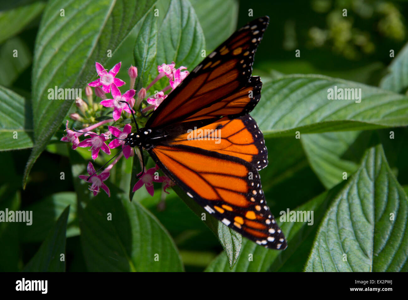 Monarch butterfly at Purdy Butterfly House, Huntsville Botanical Garden