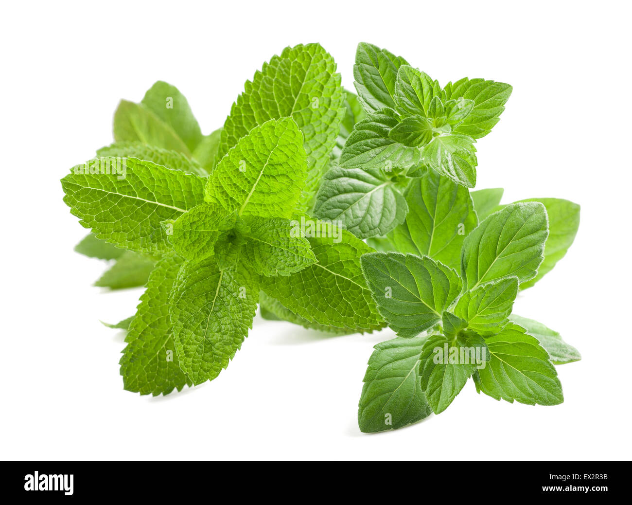 Fresh mint  isolated on white background Stock Photo