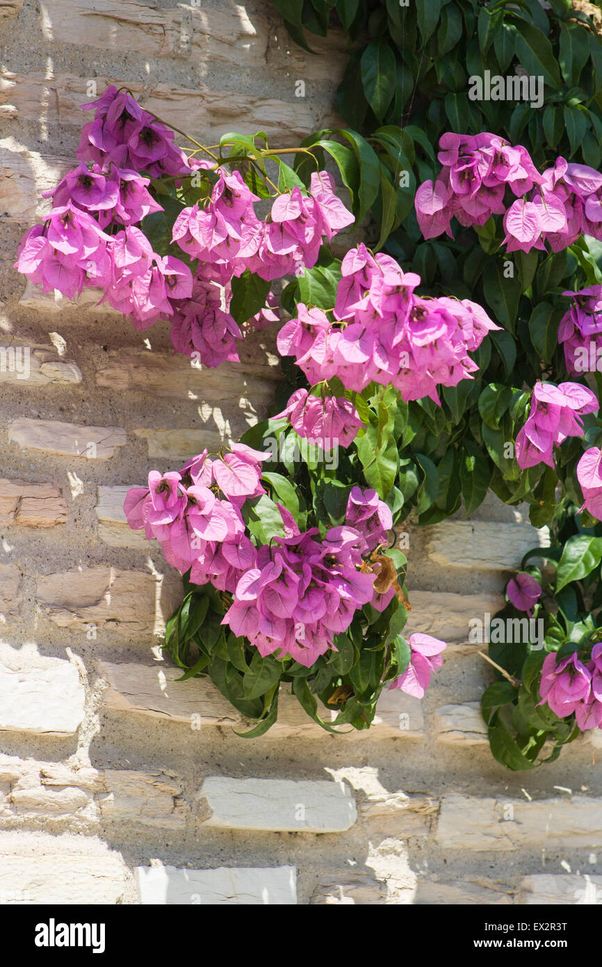 Beautiful bougainvillea vine, pictured climbing up a wall in Sirmione on Lake Garda. Italy. Stock Photo