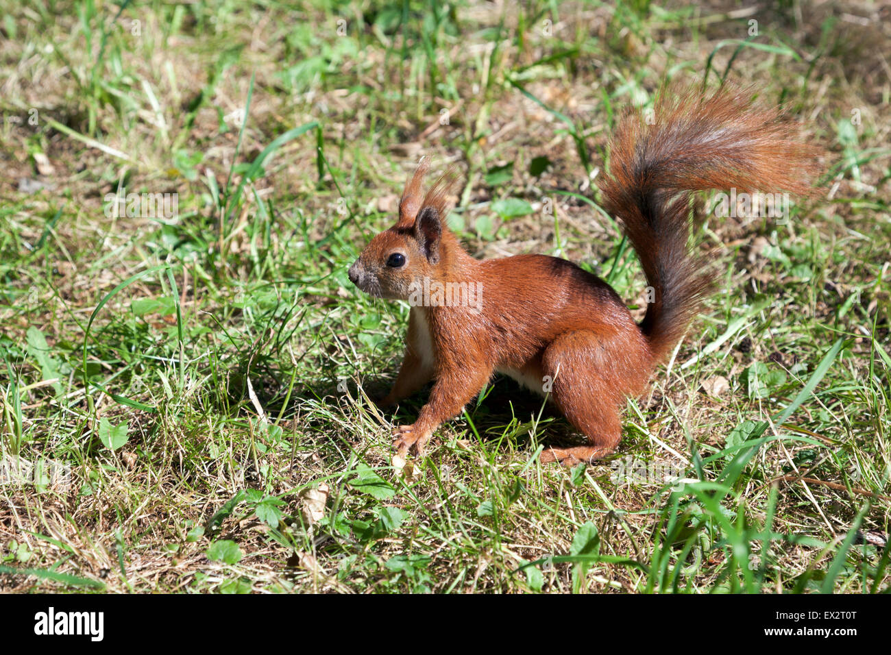 Red squirrel in Lazienki Park, Warsaw, Poland Stock Photo