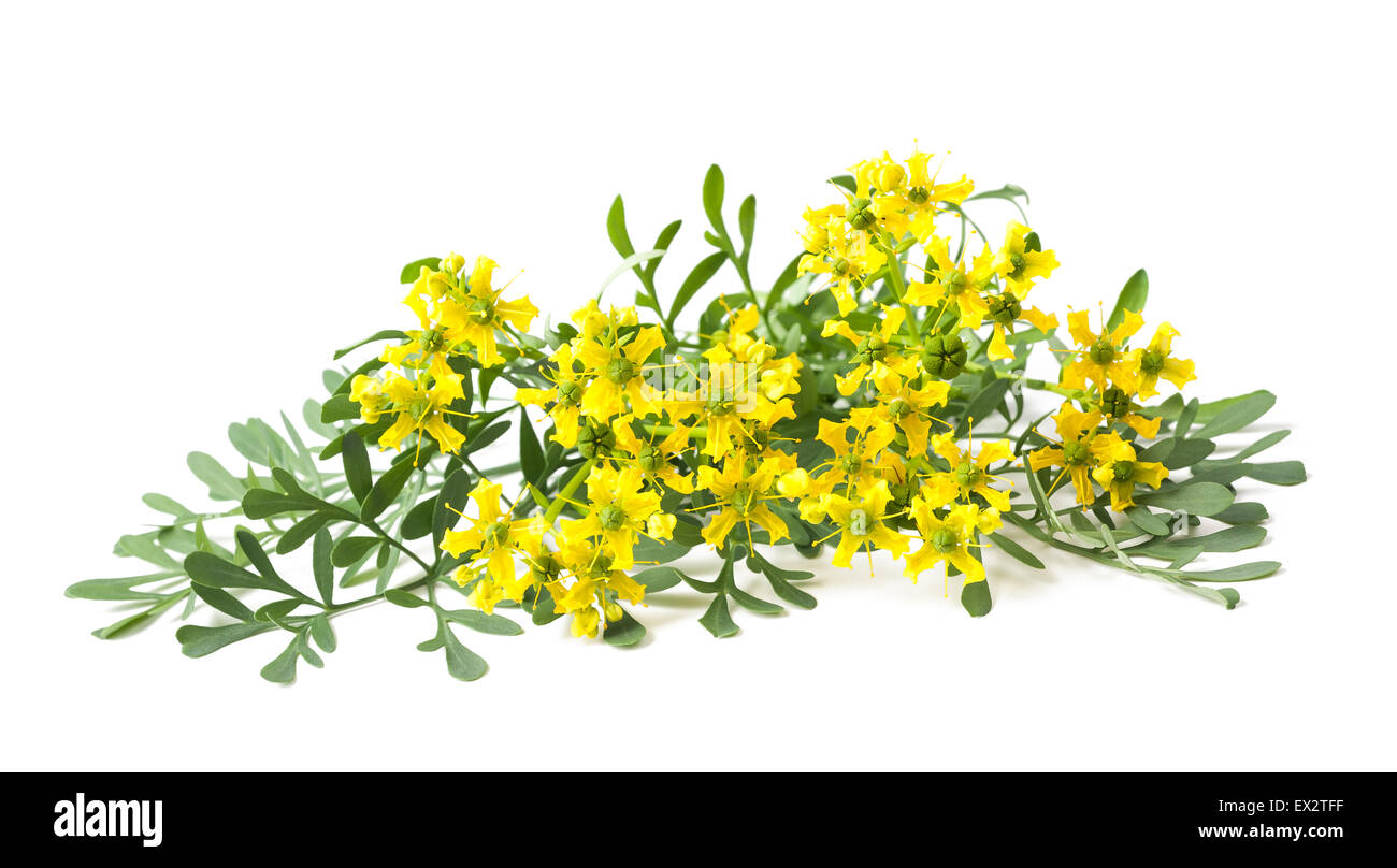 Rue flowers and leaves isolated on white Stock Photo Alamy