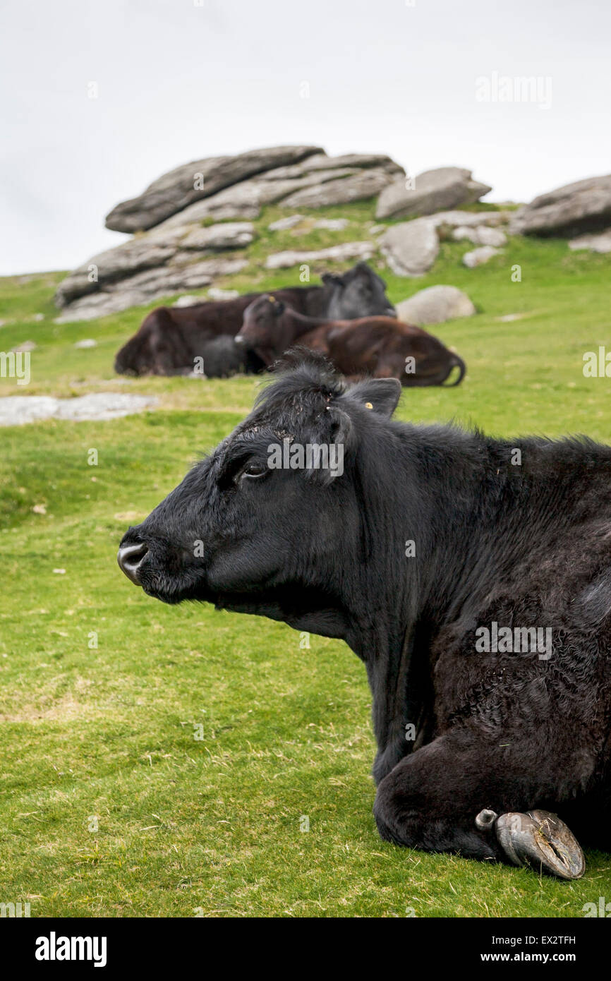 Sitting cows hi-res stock photography and images - Alamy
