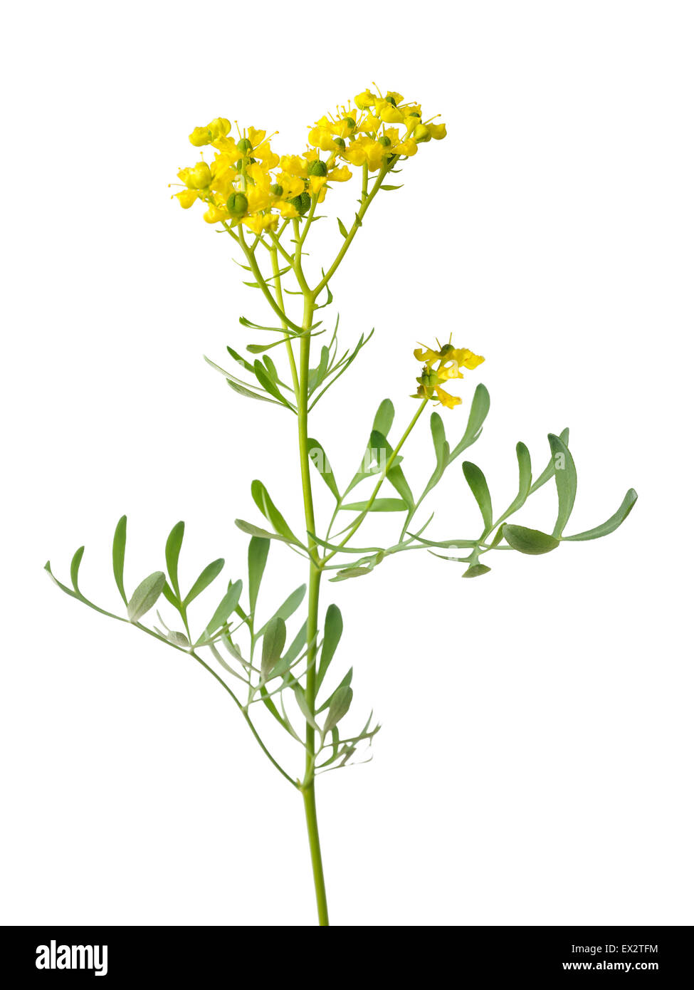 Rue flowers and leaves isolated on white Stock Photo Alamy