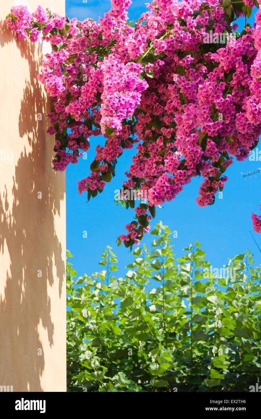 Beautiful bougainvillea vine, pictured climbing up a building in Sirmione on Lake Garda. Italy. Stock Photo