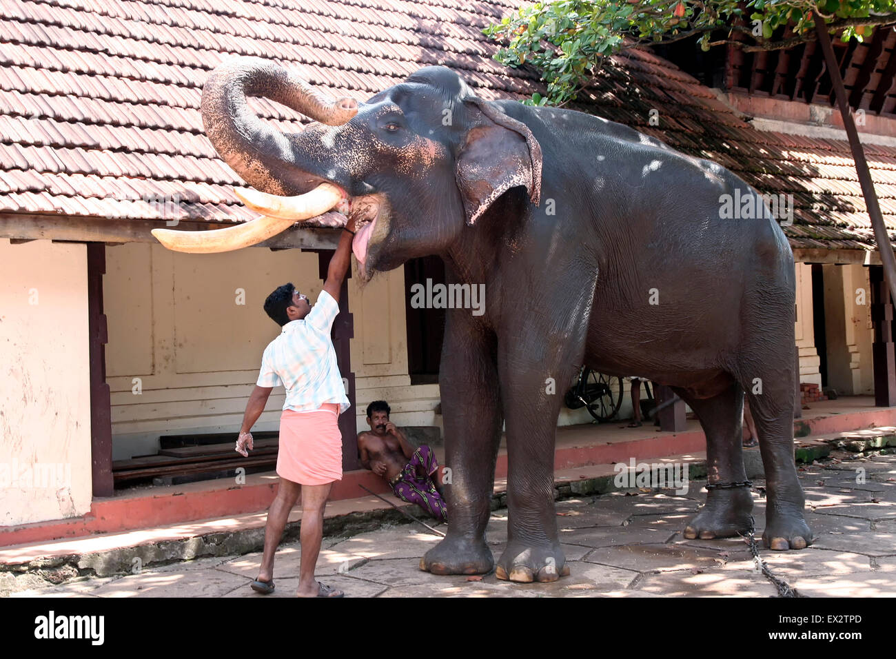Feeding Elephant Stock Photo