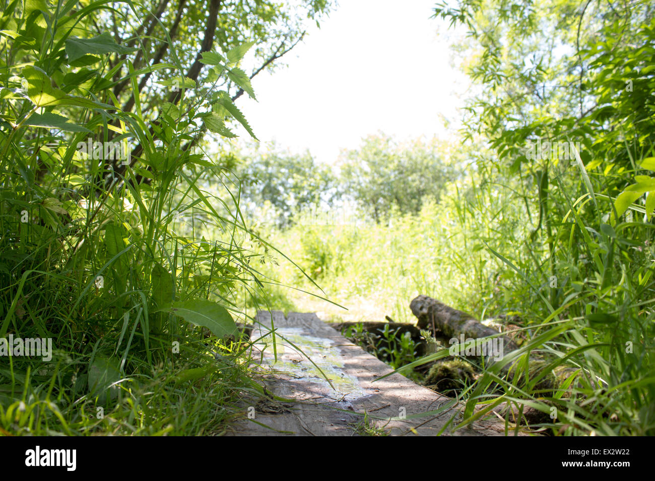 Country road with beautiful willows Stock Photo Alamy