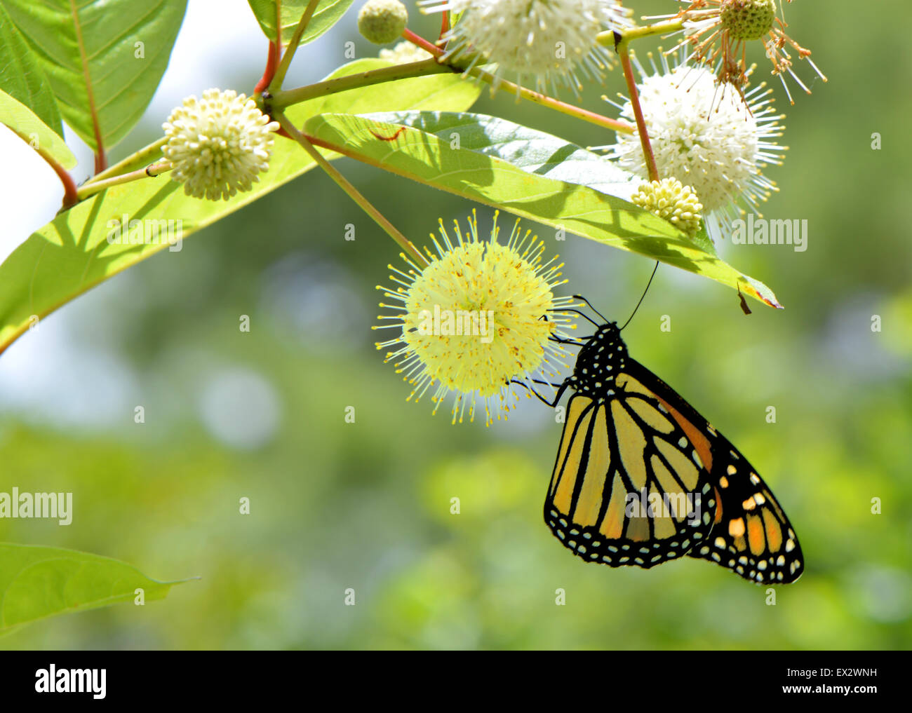 Monarch butterfly Latin name Danaus plexippus Stock Photo Alamy