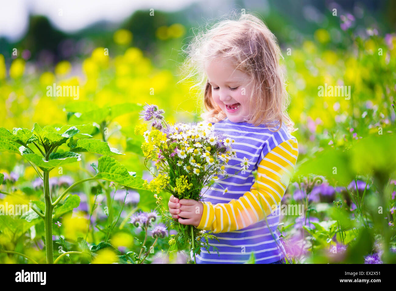 Child picking wild flowers in field. Kids play in a meadow and pick