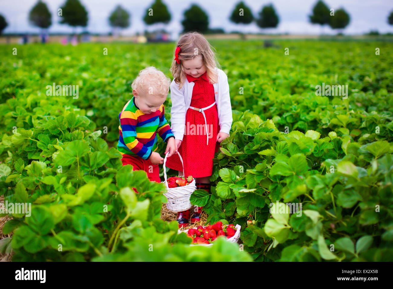 Baby girl picking strawberries hi-res stock photography and images - Alamy