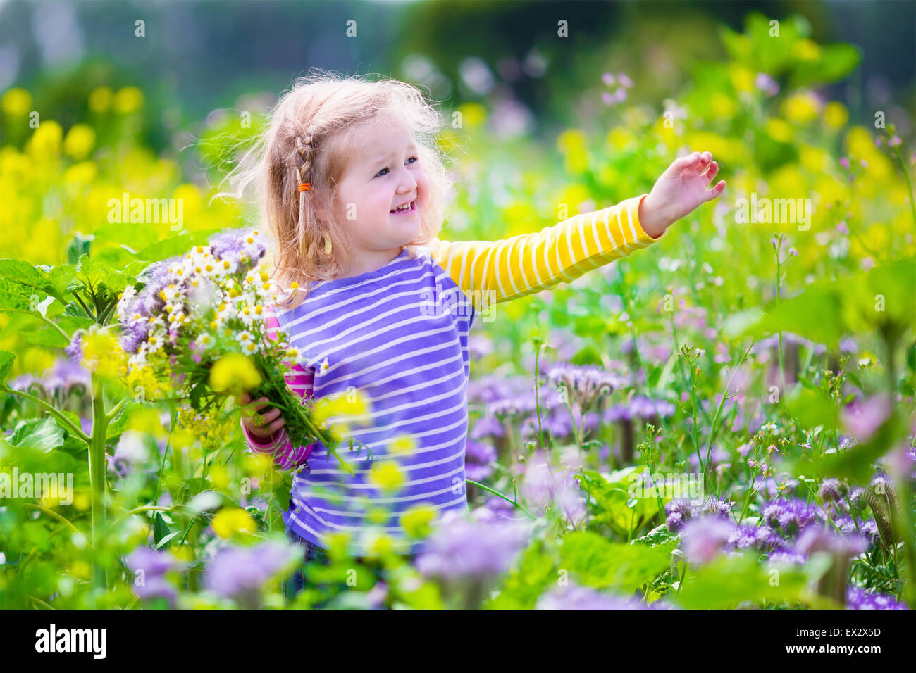 Child picking wild flowers in field. Kids play in a meadow and pick flower bouquet for mother on summer day. Stock Photo