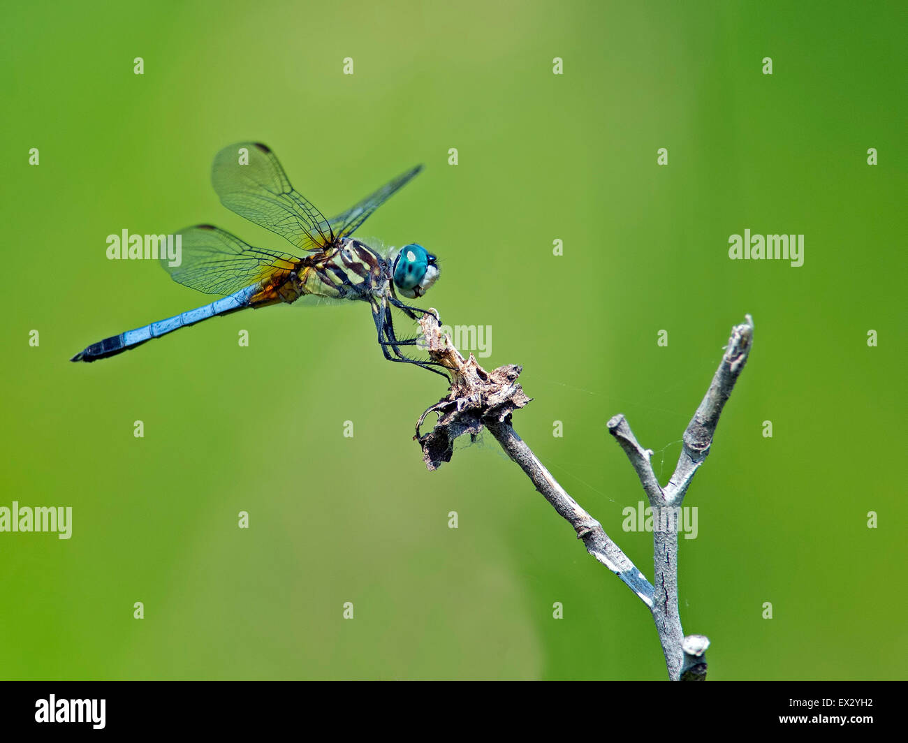 Blue Dasher Dragonfly on stick Stock Photo