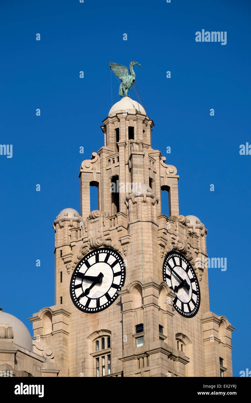 Royal liver clock hires stock photography and images Alamy