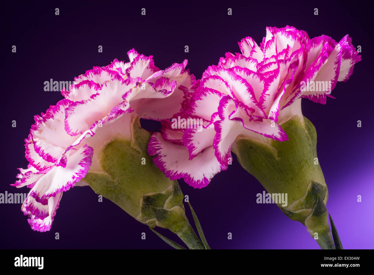 two carnations Stock Photo