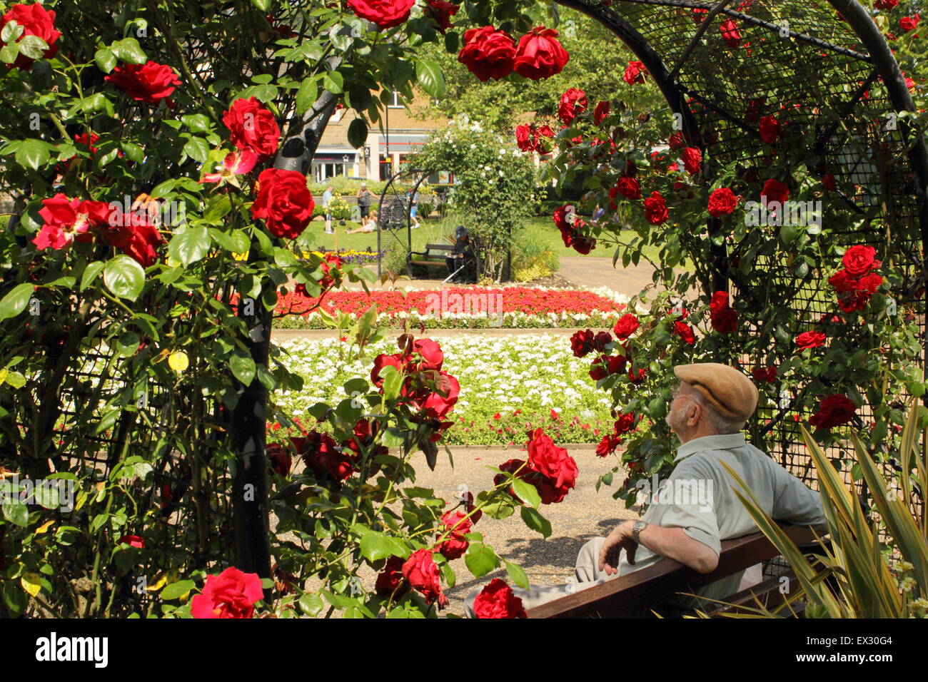 A gentleman relaxes beneath a rose arch on in Hall Leys Park, a beautiful public space in Matlock, Derbyshire Britain UK Stock Photo