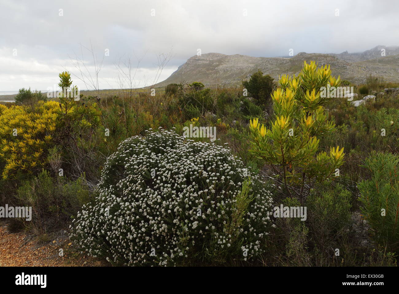 Fynbos bush in bloom in Kleinmond Nature Reserve Stock Photo