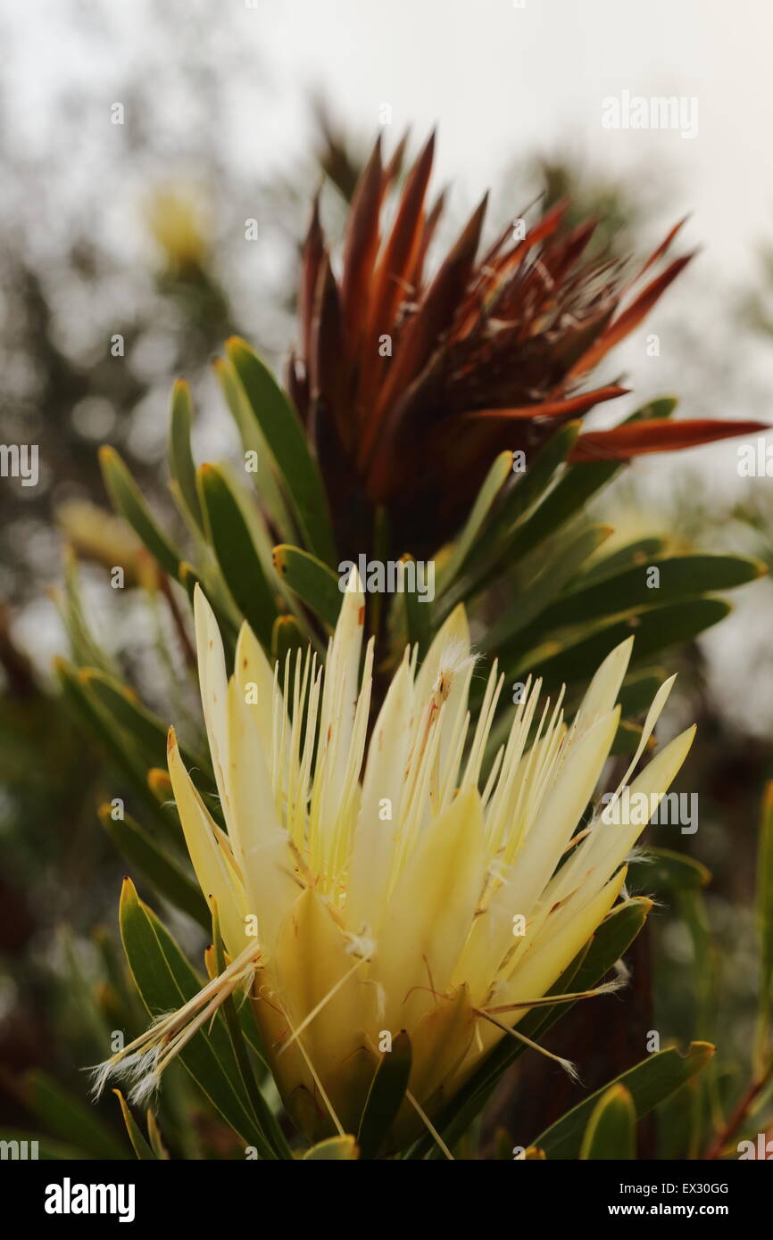 Two protea flowers from different seasons Stock Photo