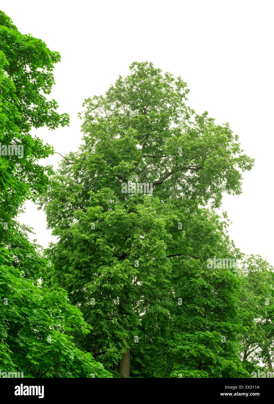 Green trees Stock Photo