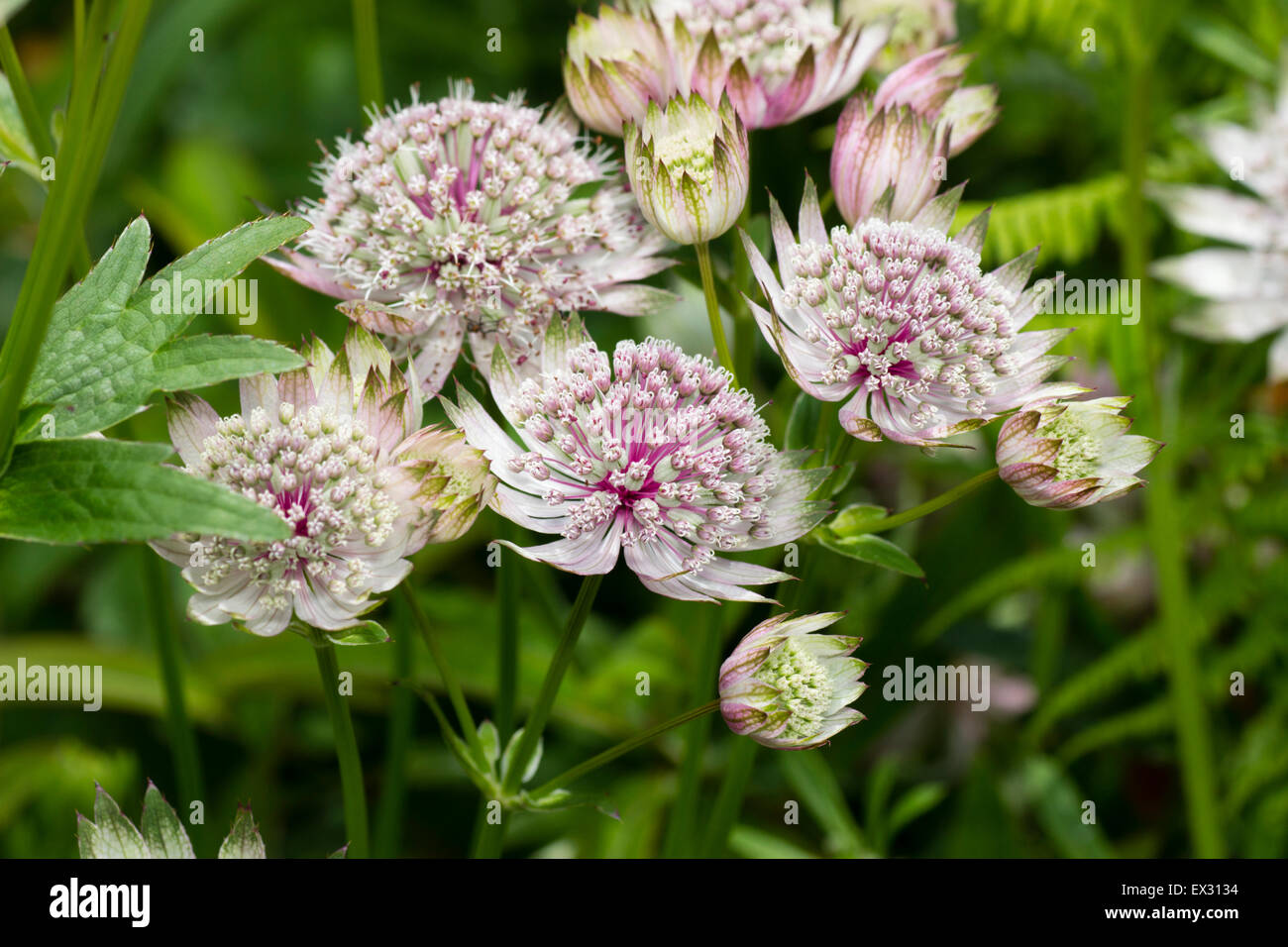 Pincushion flower heads of the masterwort, Astrantia major Stock Photo