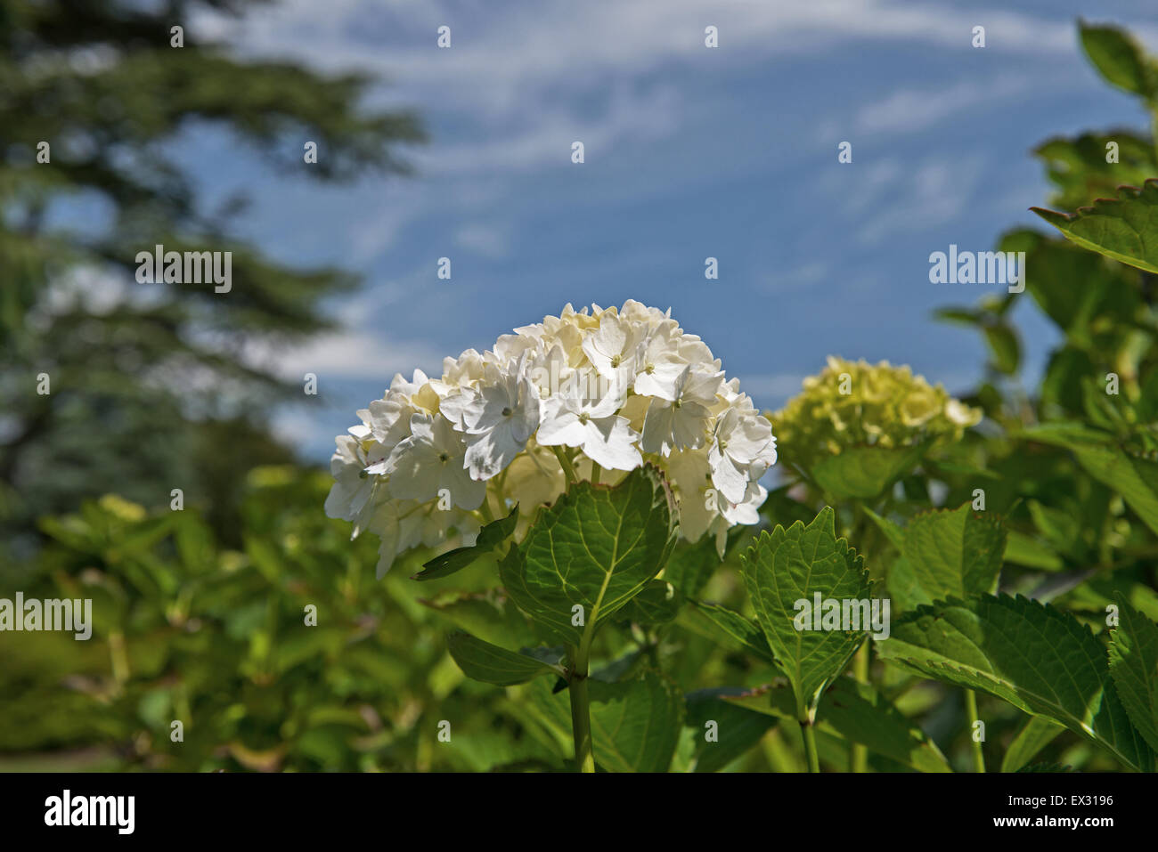 Hydrangea macrophylla white hi-res stock photography and images - Alamy