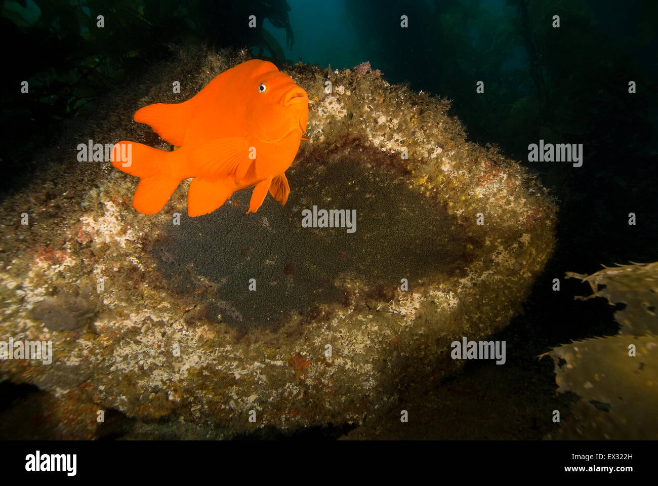 Underwater Garibaldi fish at California Reef Stock Photo Alamy