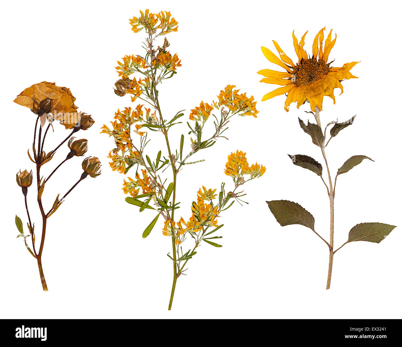 Set of wild dry pressed flowers and leaves, isolated Stock Photo Alamy