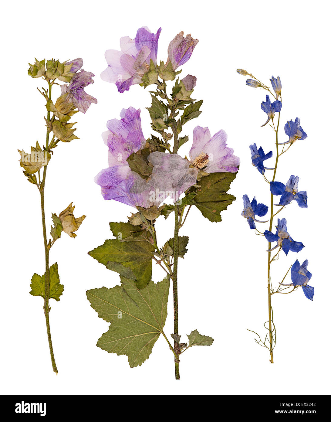 Set of wild dry pressed flowers and leaves, isolated Stock Photo Alamy