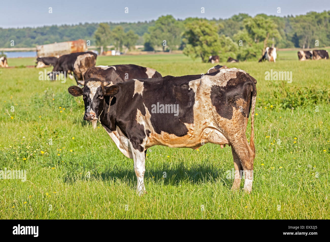 Grazing cows on a green summer meadow. Stock Photo