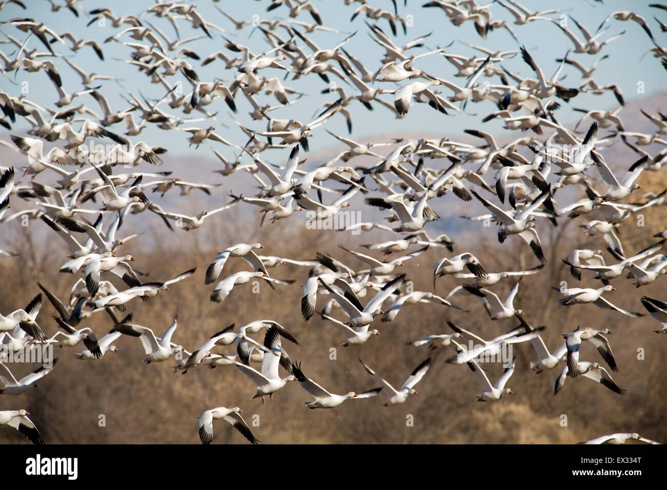 Thousands of snow geese erupt into flight, wing-to-wing, flapping and squawking, from the feeding fields at Bosque del Apache. Stock Photo