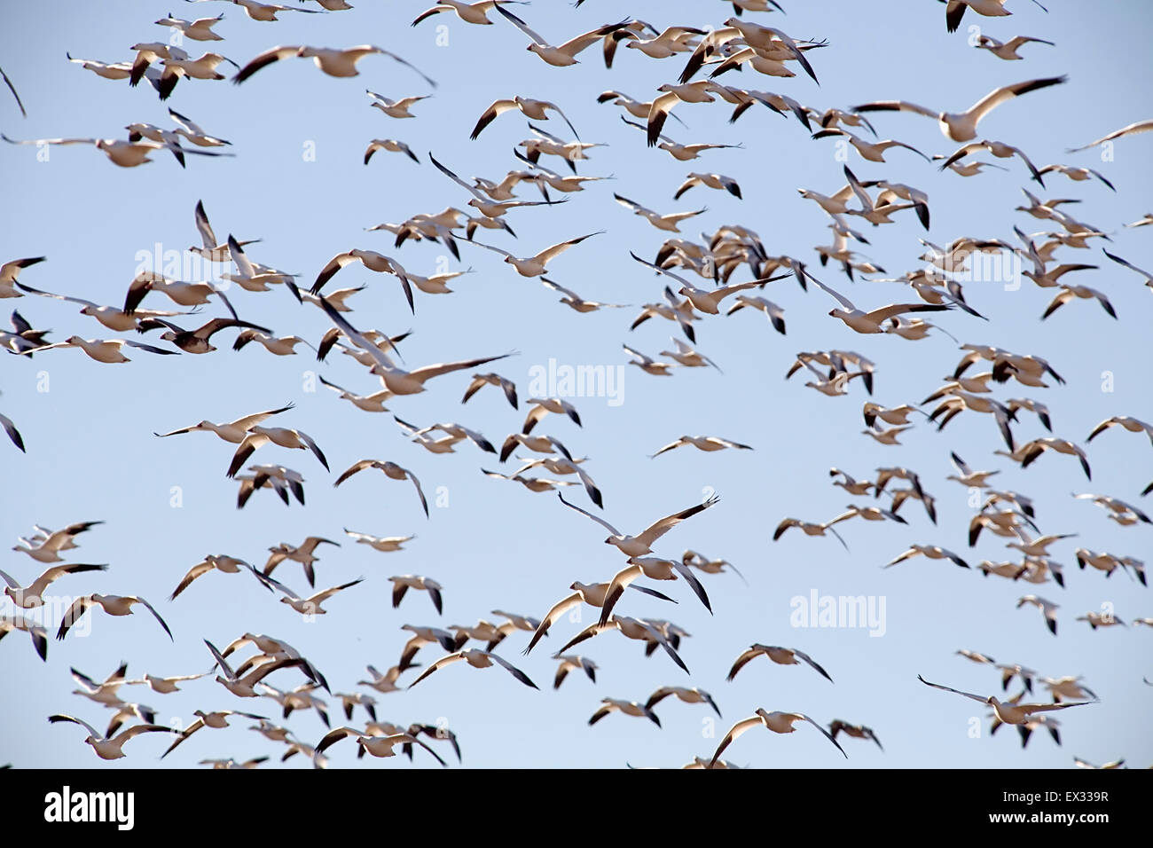 Thousands of snow geese erupt into flight, wing-to-wing, flapping and squawking, from the feeding fields at Bosque del Apache. Stock Photo