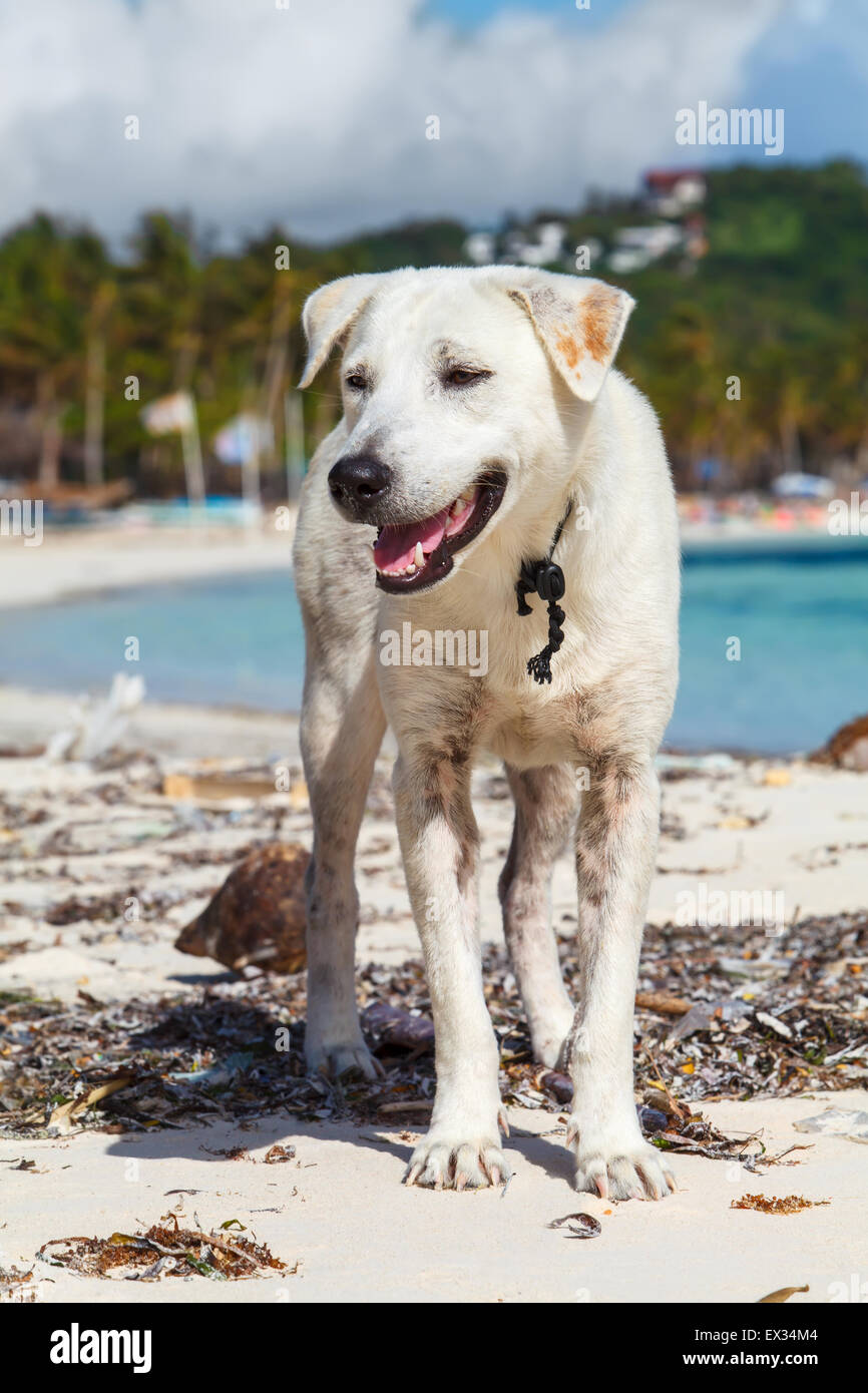 pet lover white sand