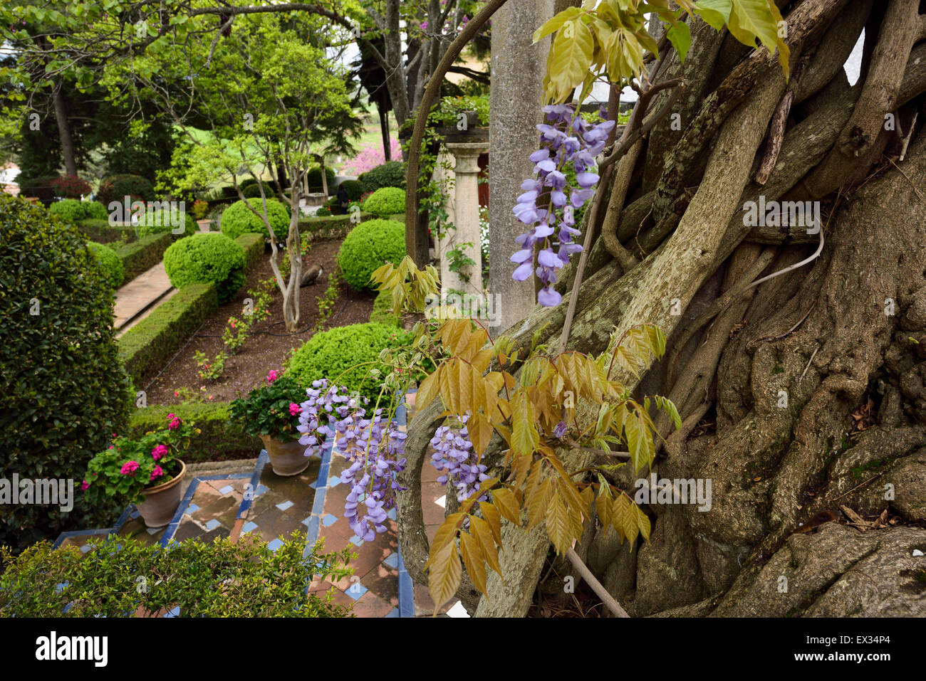Wisteria vine flowers and trunk in Forestier garden at Moorish Kings