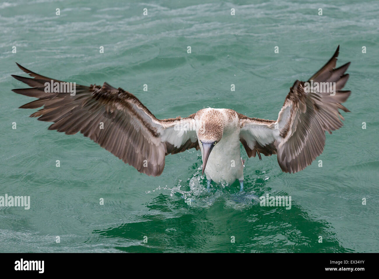 A blue-footed booby settles onto the water off Isla Santa Cruz, showing off its impressive wings. Stock Photo