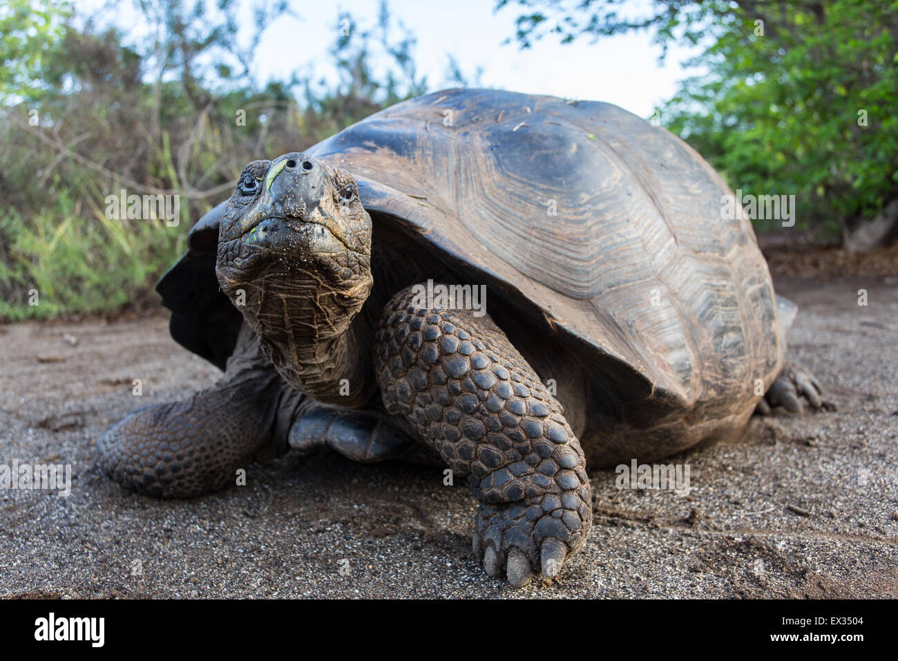 A Galapagos Giant Tortoise is large enough to block a hiking trail on Isla Isabela. Stock Photo