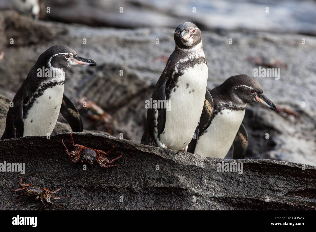 Three Galapagos Penguins (Spheniscus mendiculus) stand on lava rocks preparing to jump into the ocean and hunt. Stock Photo