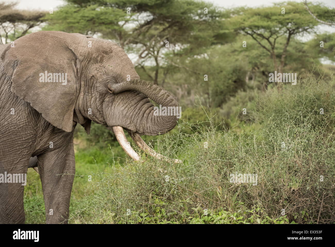 Elephant scratching his eye, Tanzania. Stock Photo