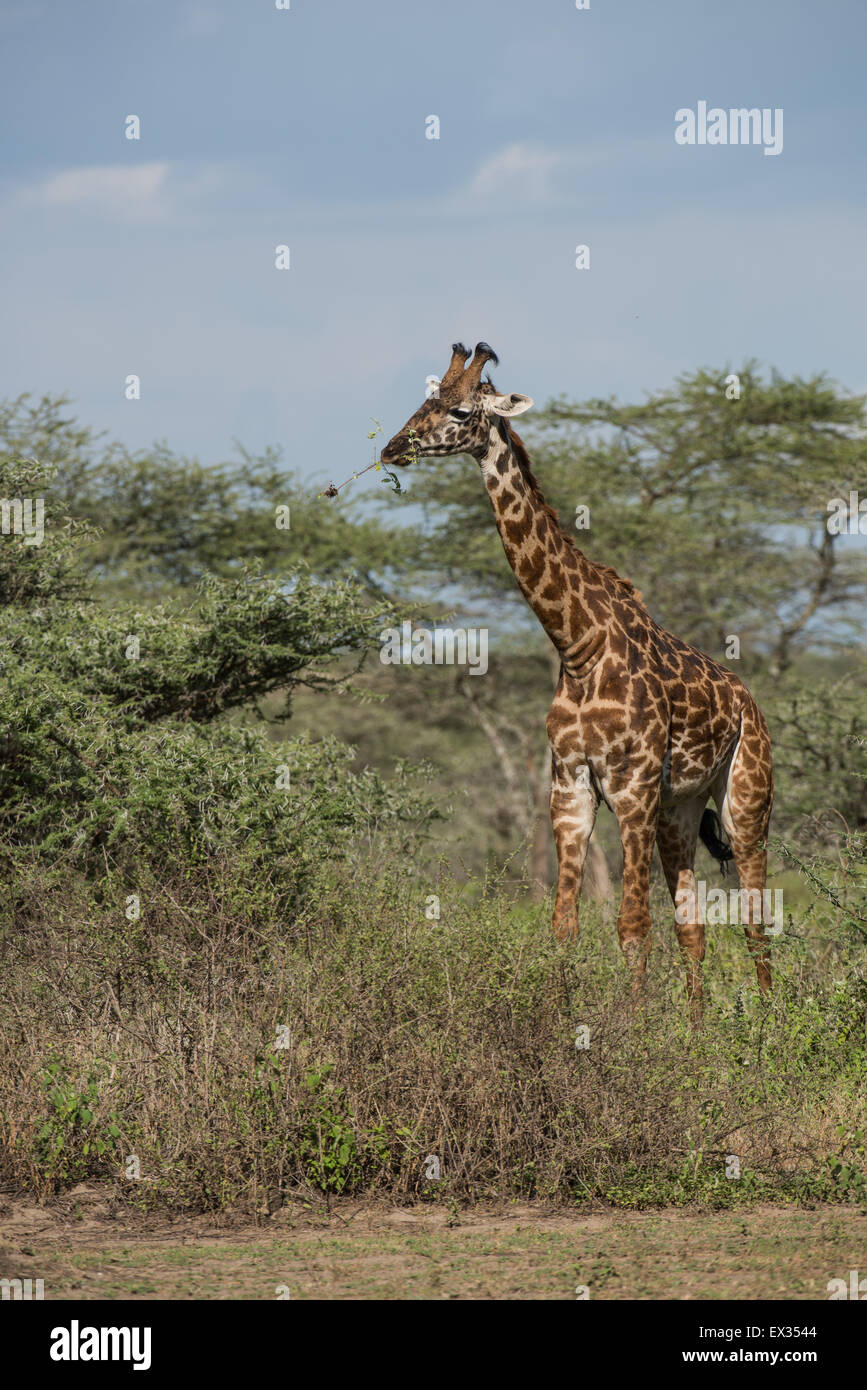 Giraffe in Ndutu woodland, Tanzania Stock Photo