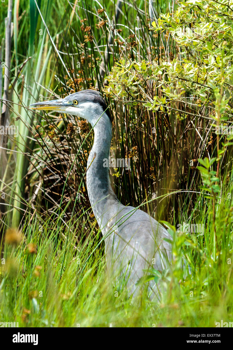 Heron at rest Stock Photo