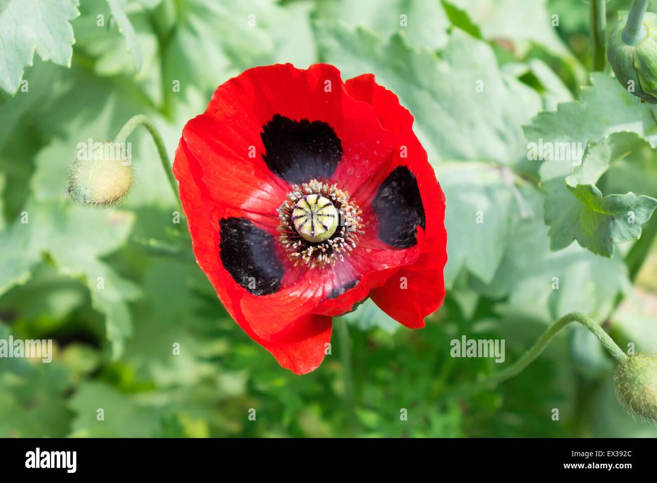 A Ladybird or Caucasian Scarlet Poppy, Papaver commutatum, a hardy ...