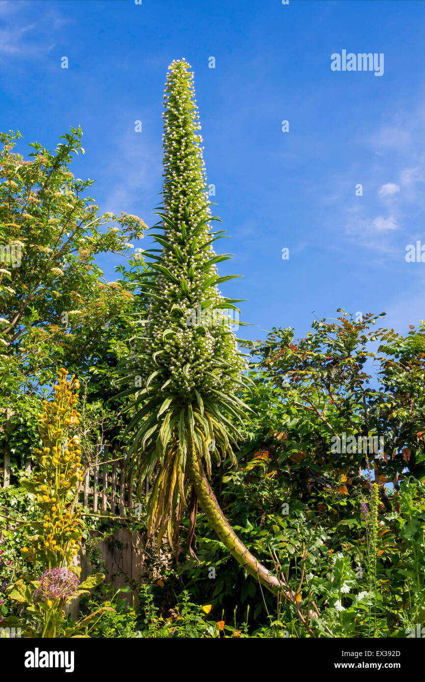 Echium Pininana Hi res Stock Photography And Images Alamy echium-pininana-hi-res-stock-photography-and-images-alamy