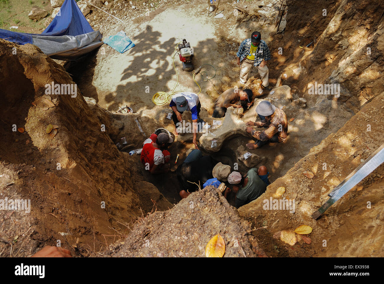 Paleontologists and villagers are working on the excavation of fossilized bones of Elephas hysudrindicus in Blora, Central Java, Indonesia. Stock Photo