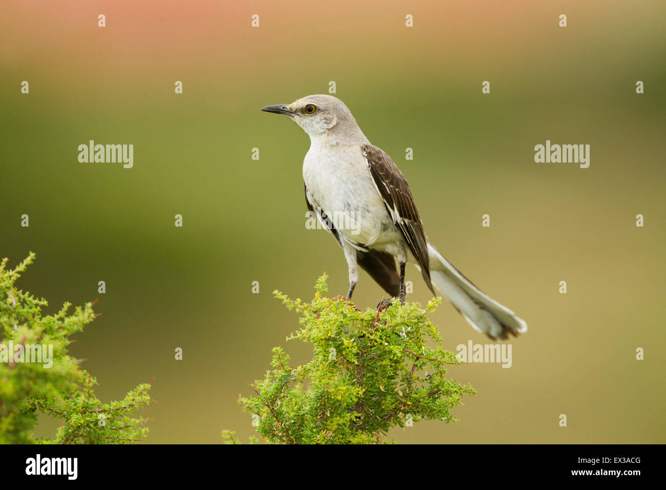 Northern Mockingbird Mimus polyglottos Tucson, Pinal County, Arizona