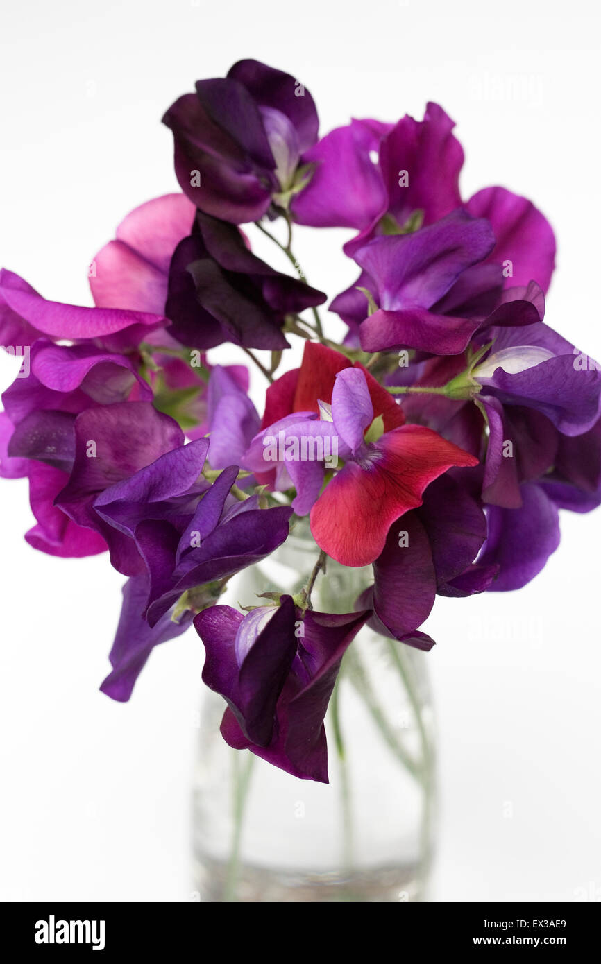 Lathyrus odoratus. Sweet pea flowers in a glass vase against a white background. Stock Photo