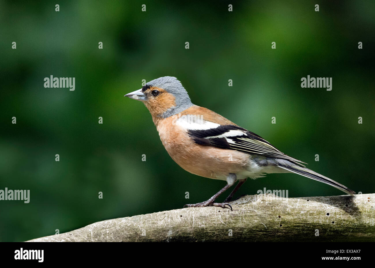 Single male Chaffinch perched on branch. Stock Photo