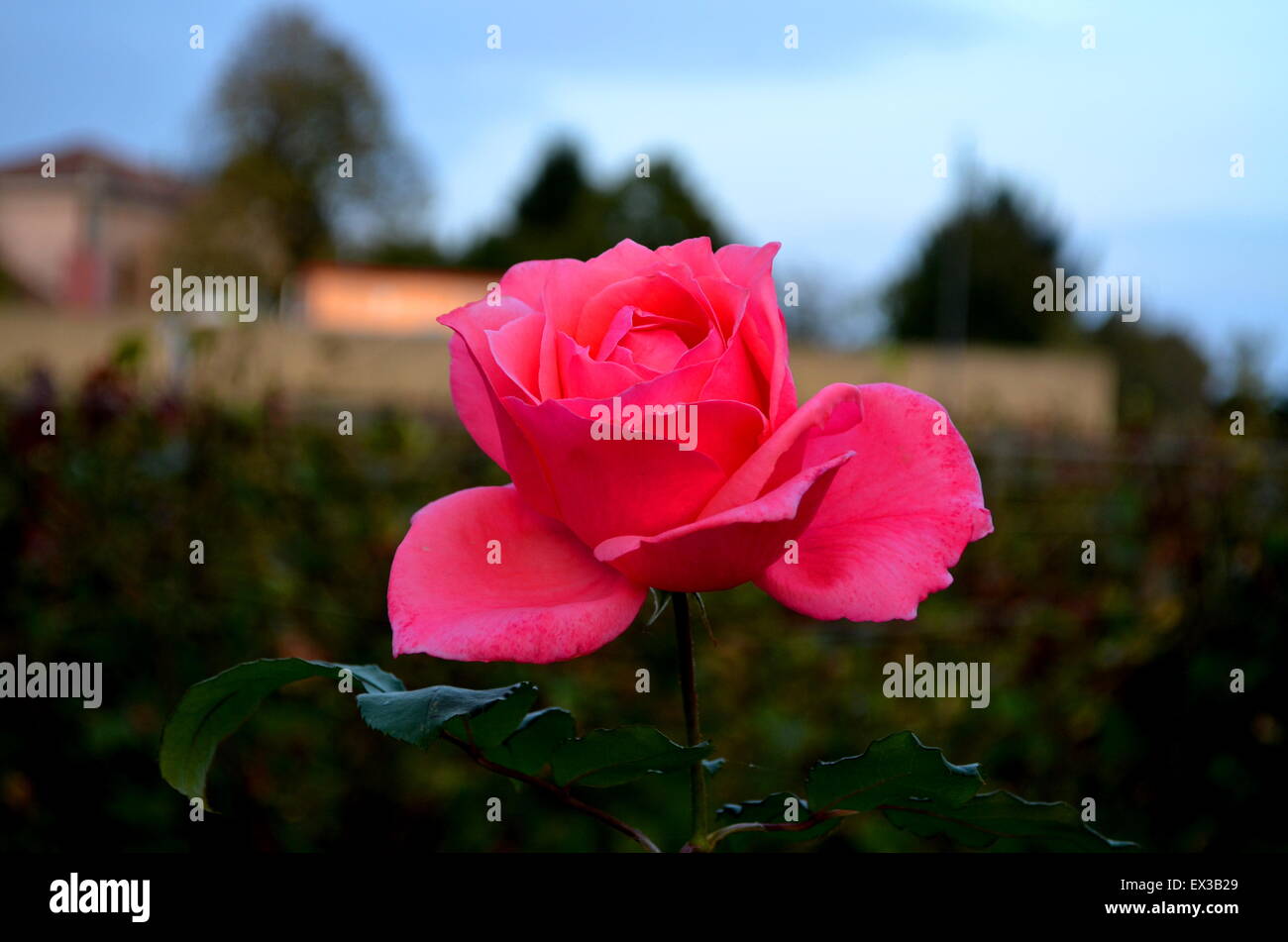 Red rose grown in my garden Stock Photo Alamy