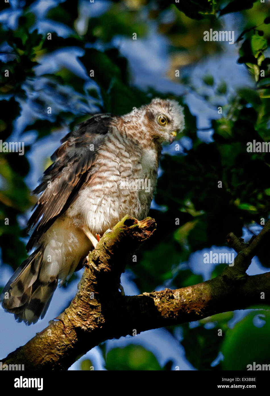 Single young fledged Sparrowhawk perched on a branch near it's nest. Stock Photo