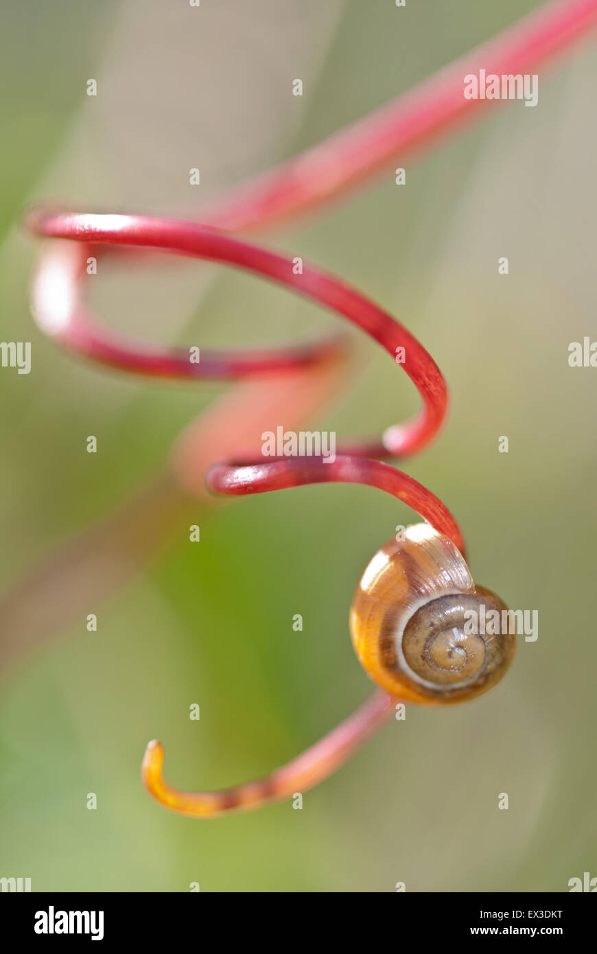 Stylommatophora (Stylommatophora) snail shell on vine tendril (Vitis sp.), Lower Saxony, Germany Stock Photo